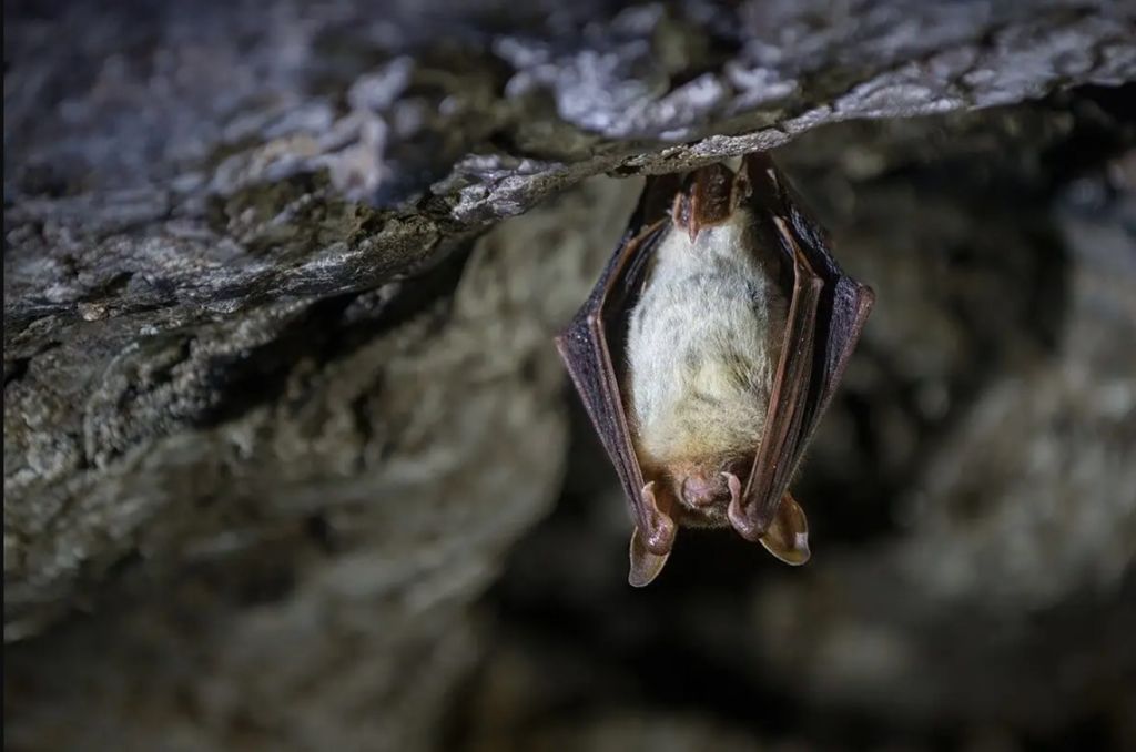 Chauve-souris